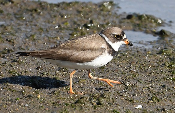 Semipalmated Plover - ML471811911