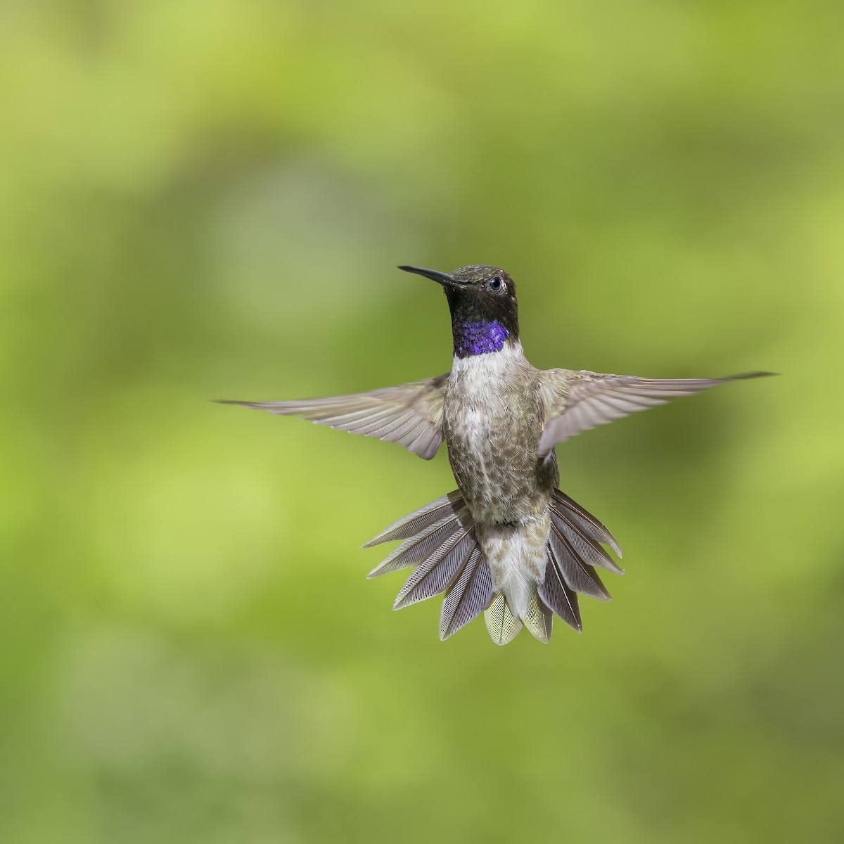 Black-chinned Hummingbird - ML471813501