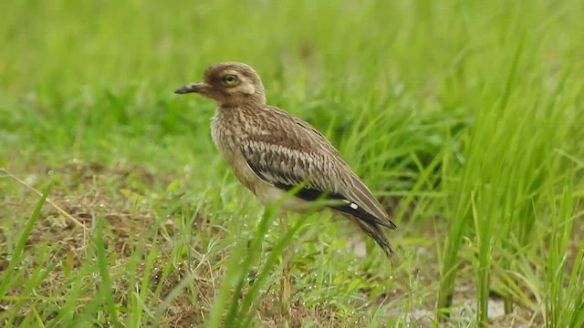 Indian Thick-knee - ML471814051