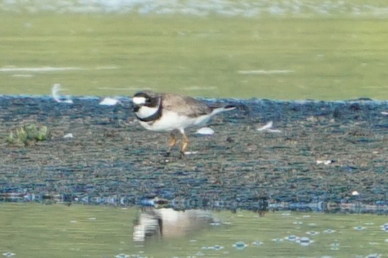 Semipalmated Plover - ML471814111