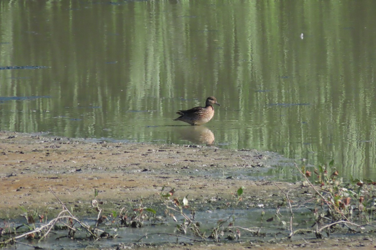 Green-winged Teal - ML471815101
