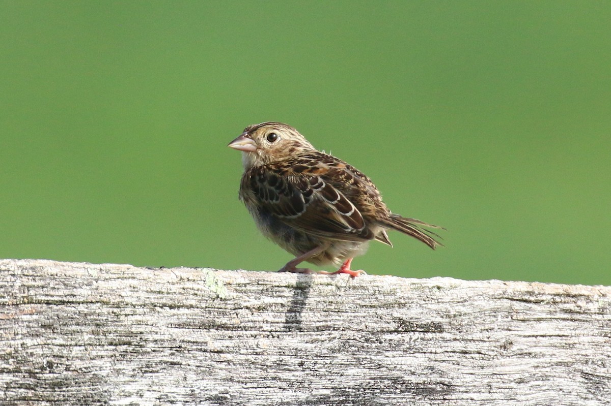 Grasshopper Sparrow - ML471815561