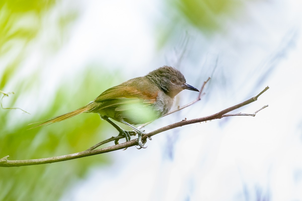 White-bellied Spinetail - ML471819201