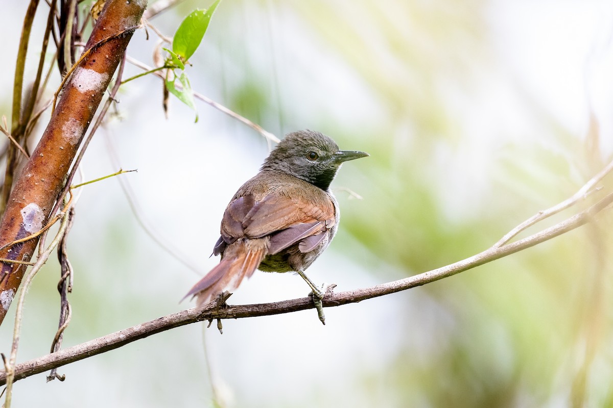 White-bellied Spinetail - ML471819221