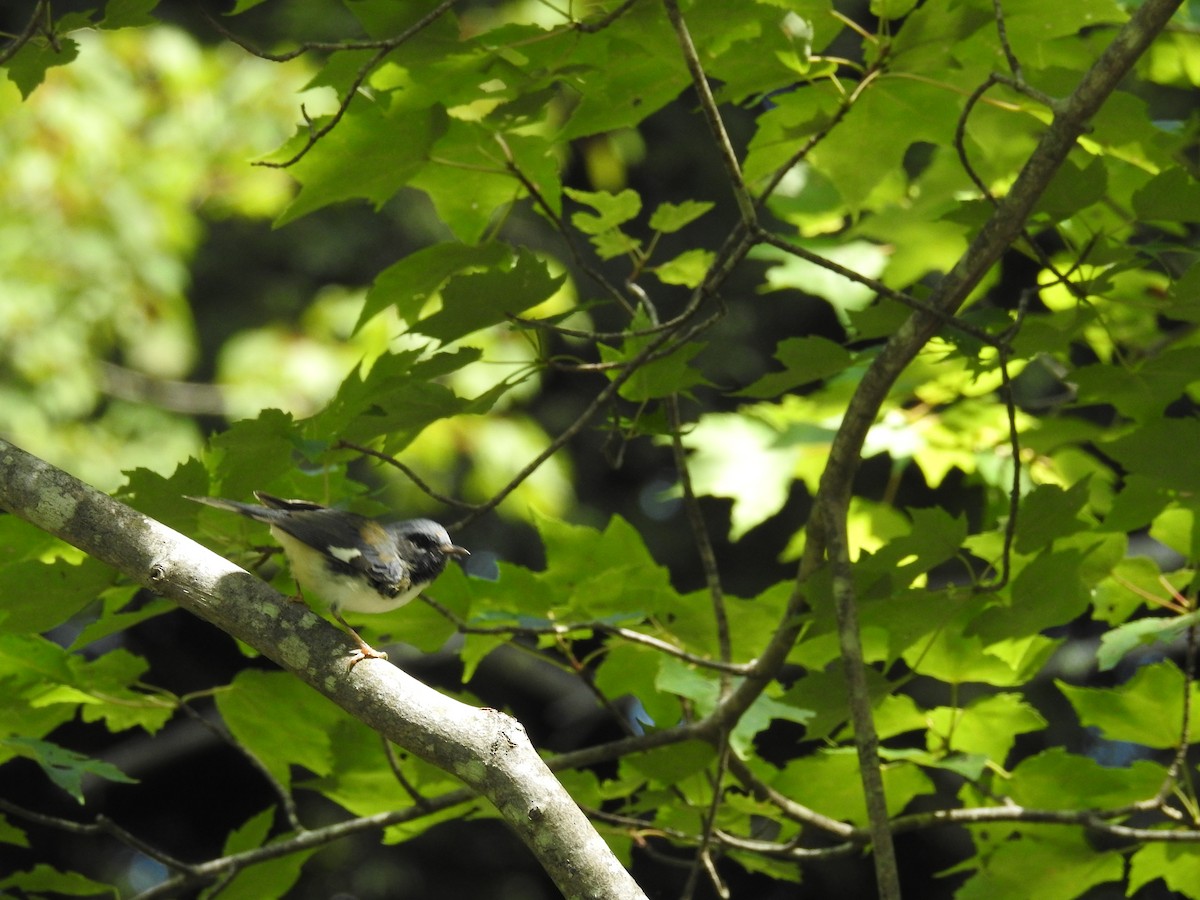 Black-throated Blue Warbler - ML471820121