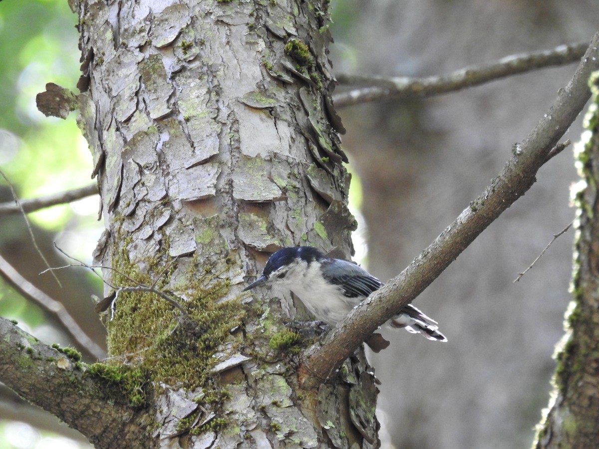 White-breasted Nuthatch - ML471820161