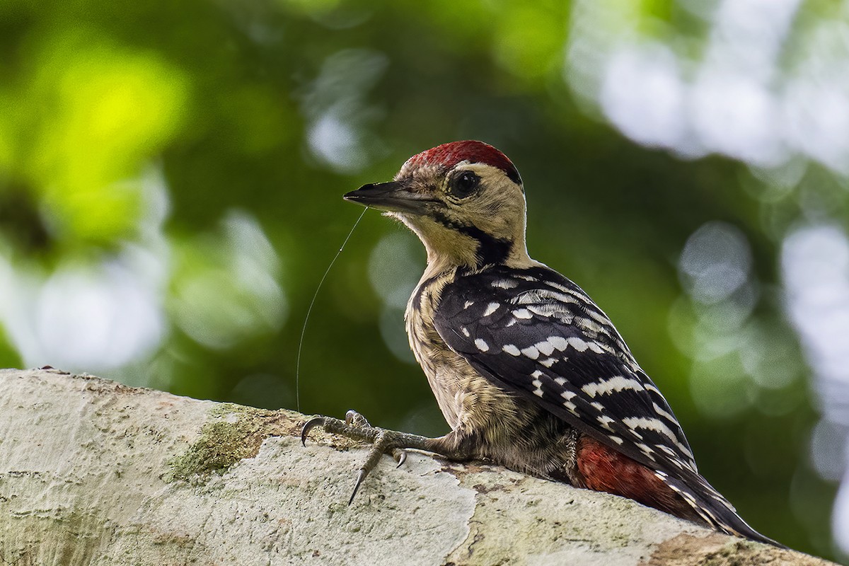 Fulvous-breasted Woodpecker - ML471820261