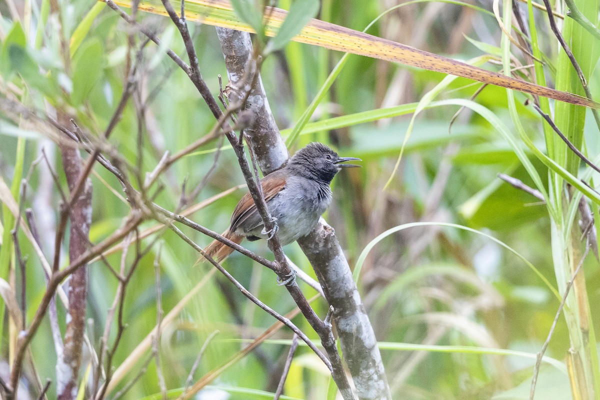 White-bellied Spinetail - ML471820731