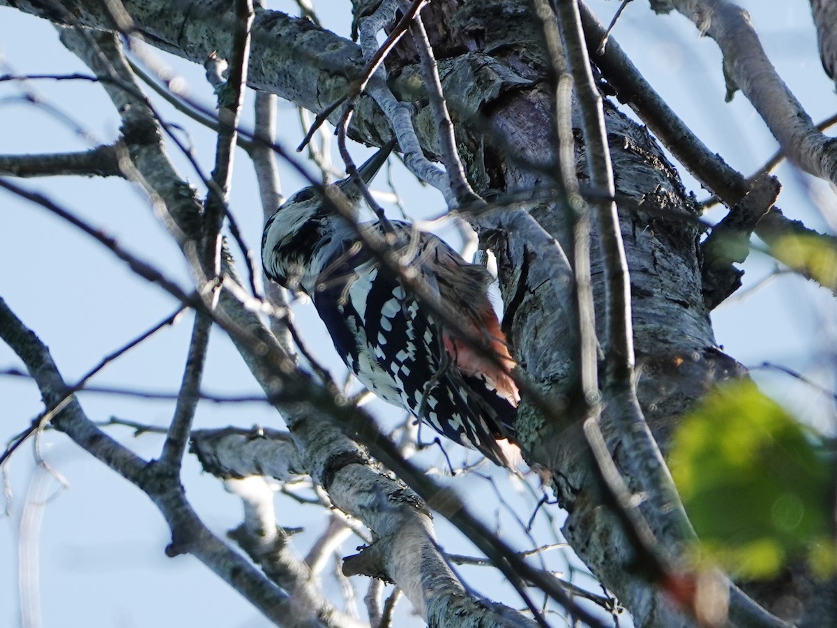 White-backed Woodpecker (White-backed) - ML471821651