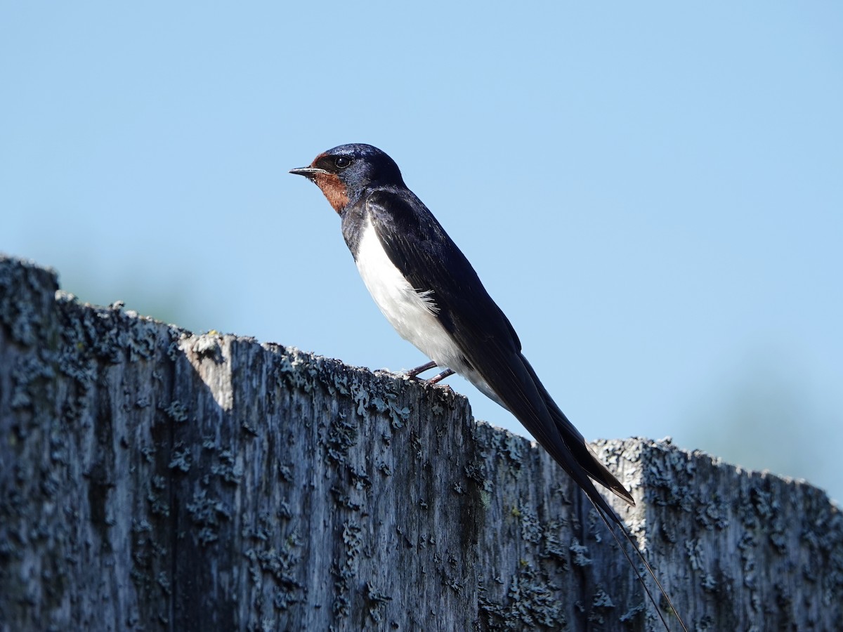 Barn Swallow (White-bellied) - ML471824681