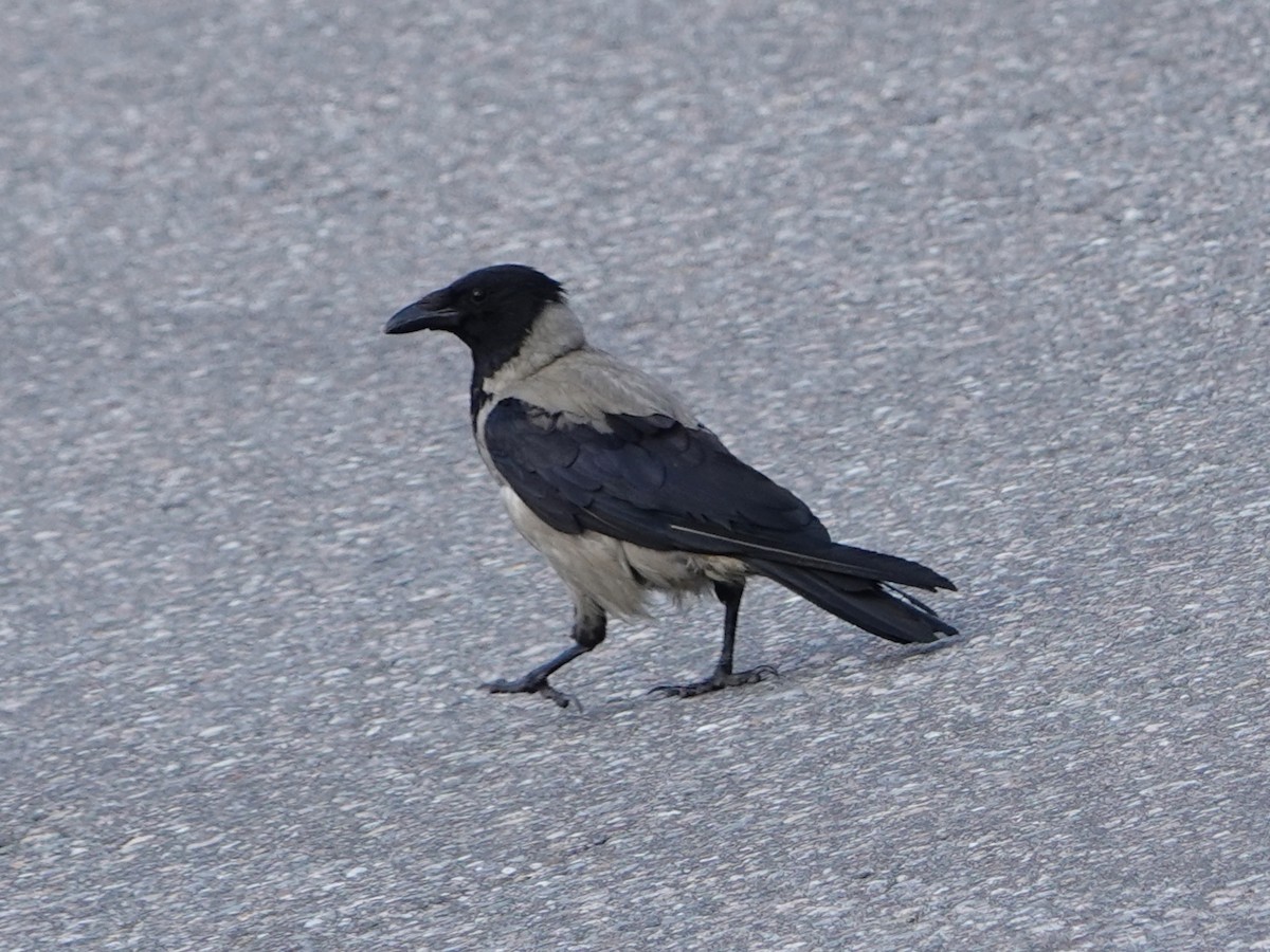 Hooded Crow (Hooded) - Barry Reed