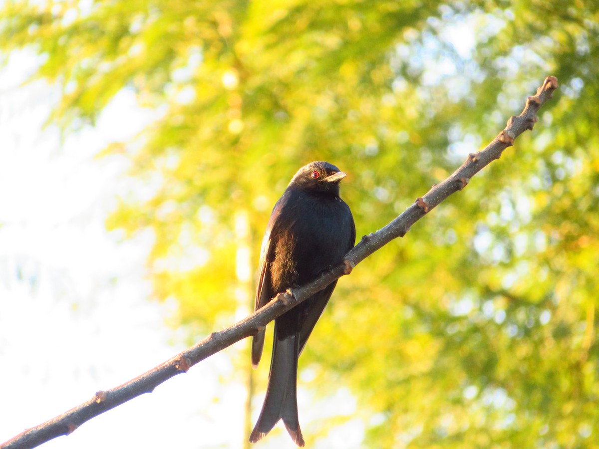 Fork-tailed Drongo - ML471827281
