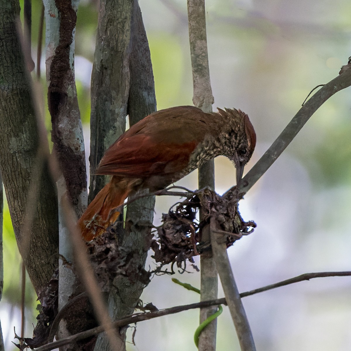 Scaled Spinetail - ML471830151