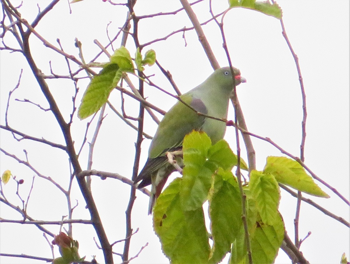 African Green-Pigeon - ML471833741