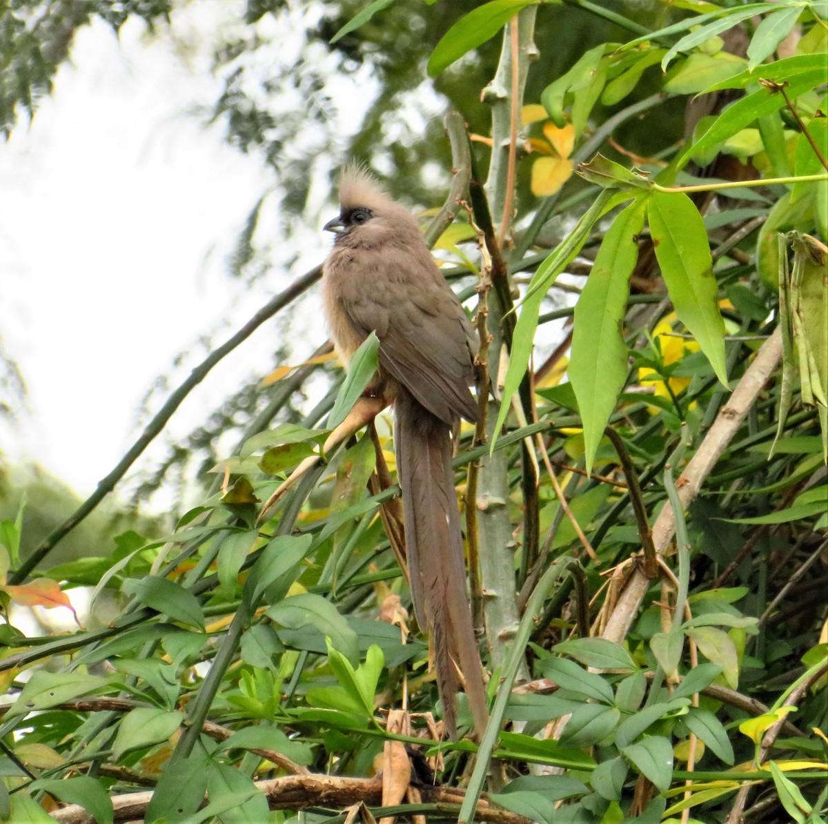 Speckled Mousebird - ML471834751