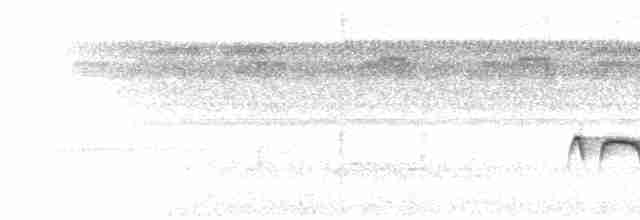 Weißband-Ameisenvogel - ML471836661