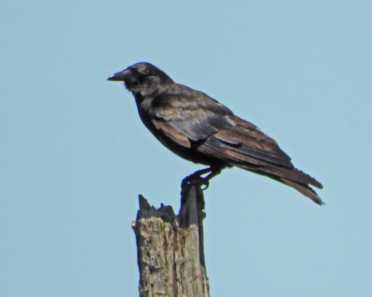 American Crow - ML471840171