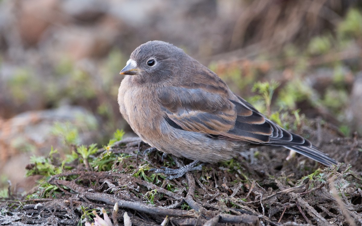 Gray-crowned Rosy-Finch - ML471840651