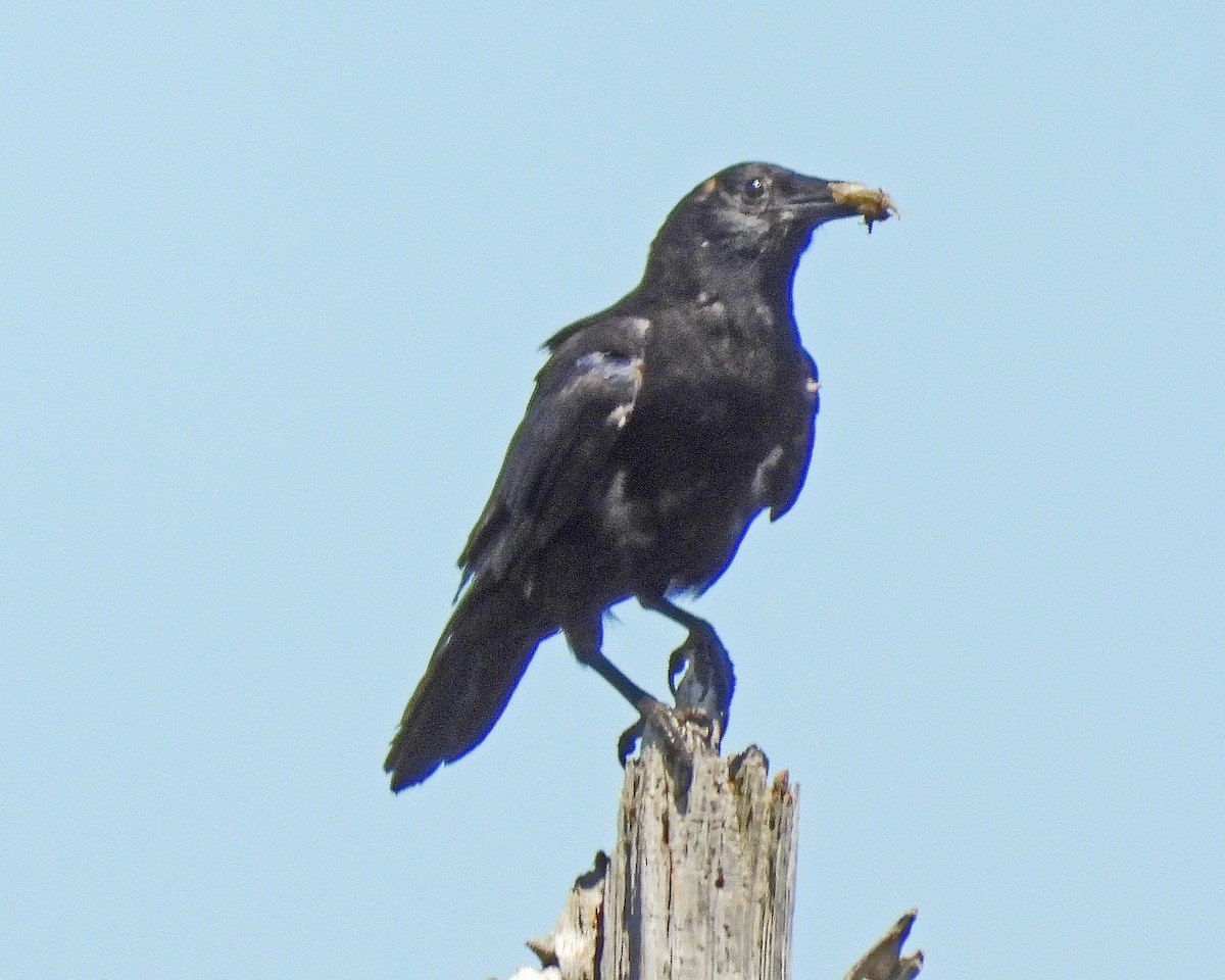 American Crow - ML471840911