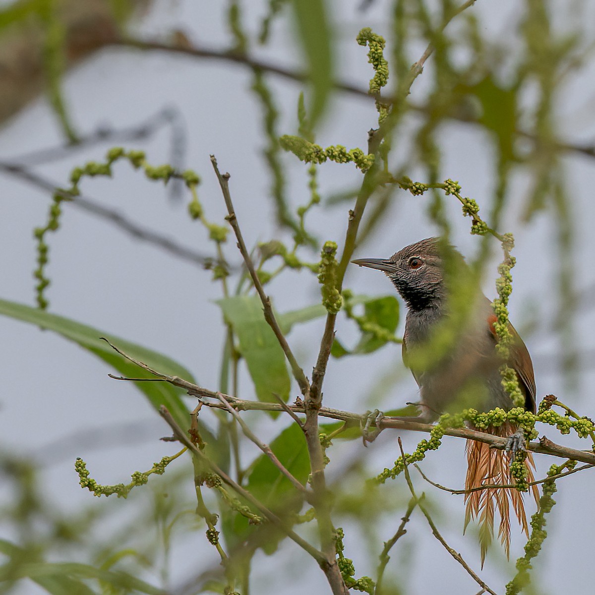 White-bellied Spinetail - ML471845611