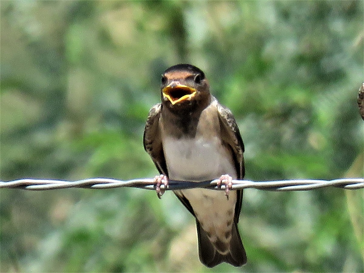 Cliff Swallow (melanogaster) - ML471845621