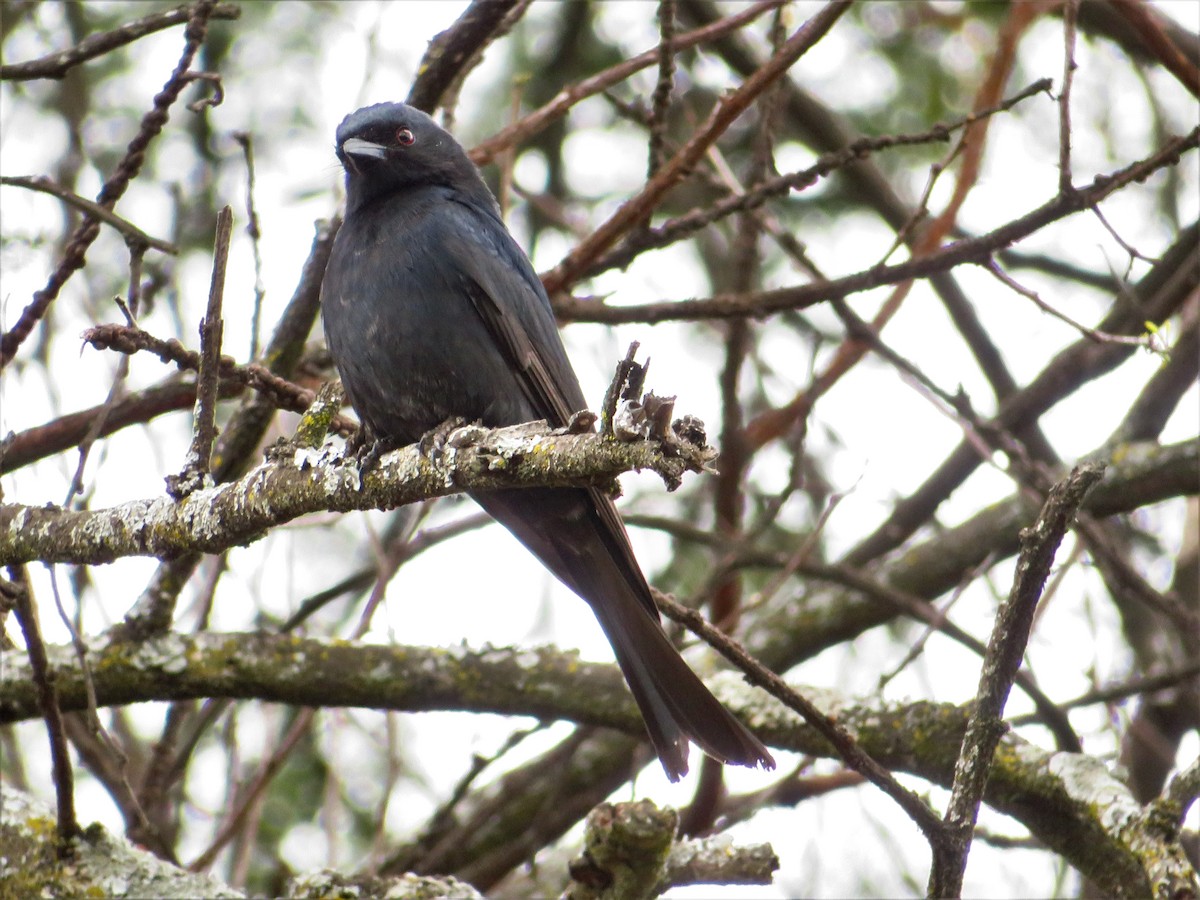 Fork-tailed Drongo - ML471847051