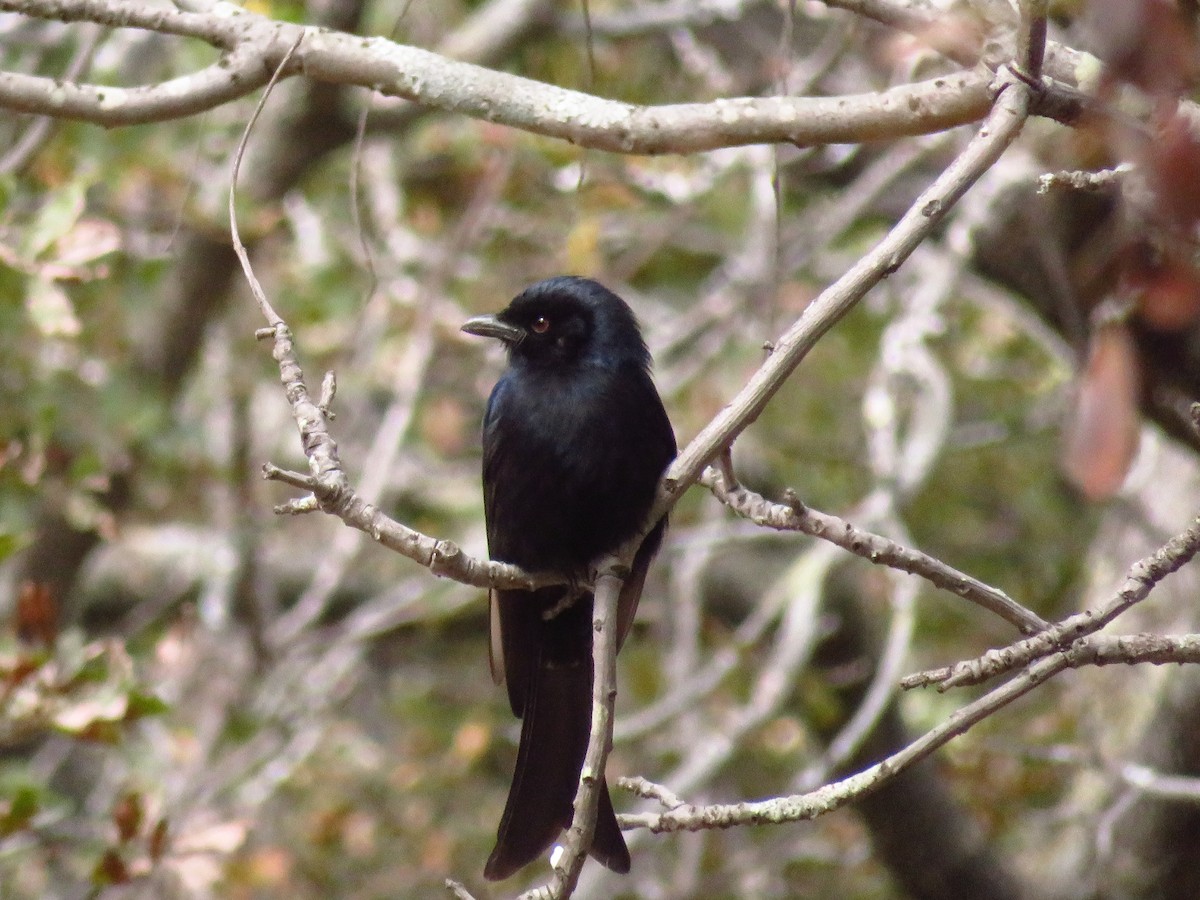 Fork-tailed Drongo - G L