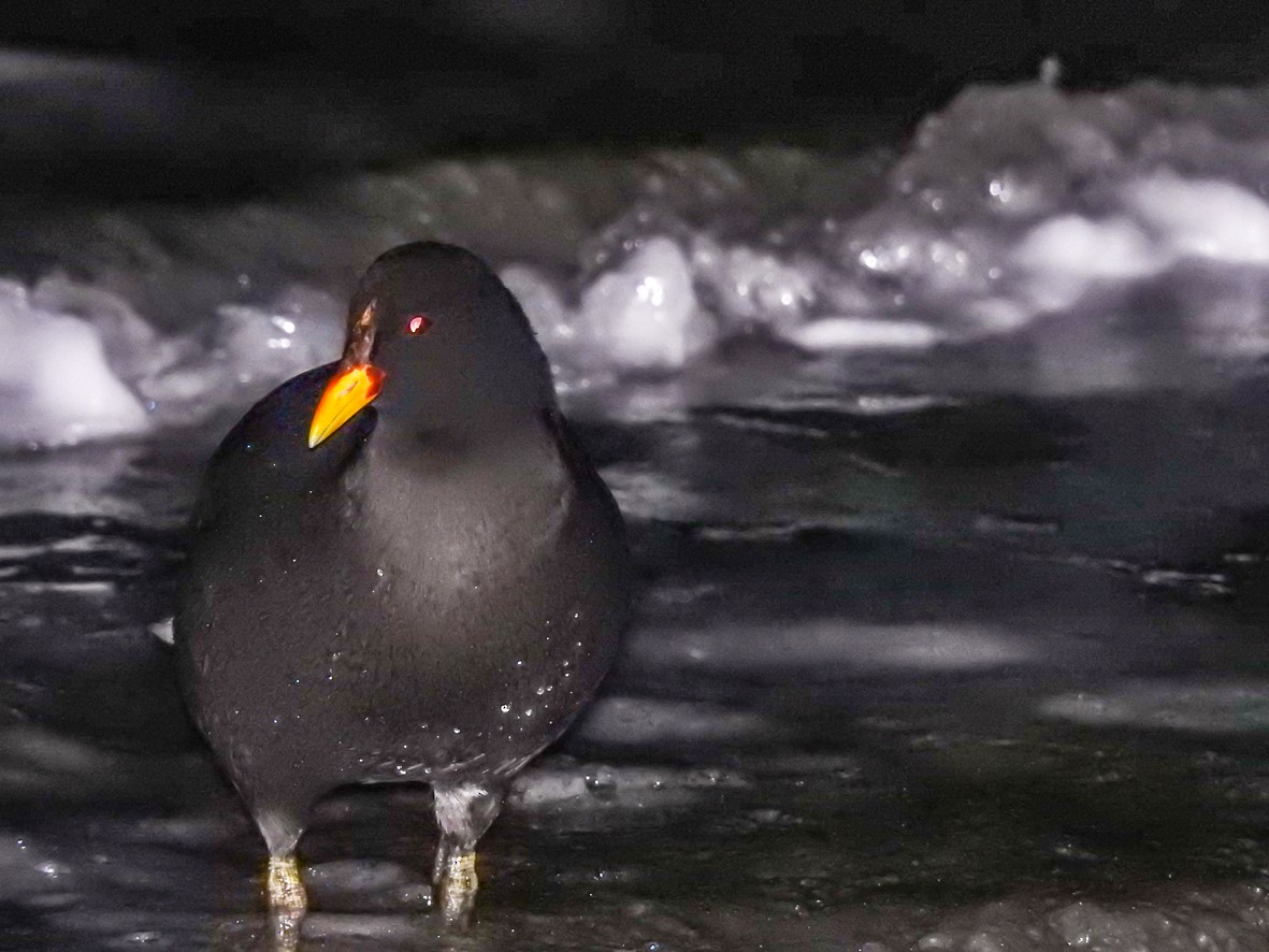 Red-fronted Coot - ML471856671