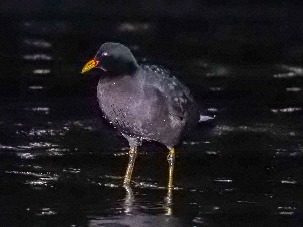 Red-fronted Coot - ML471856681
