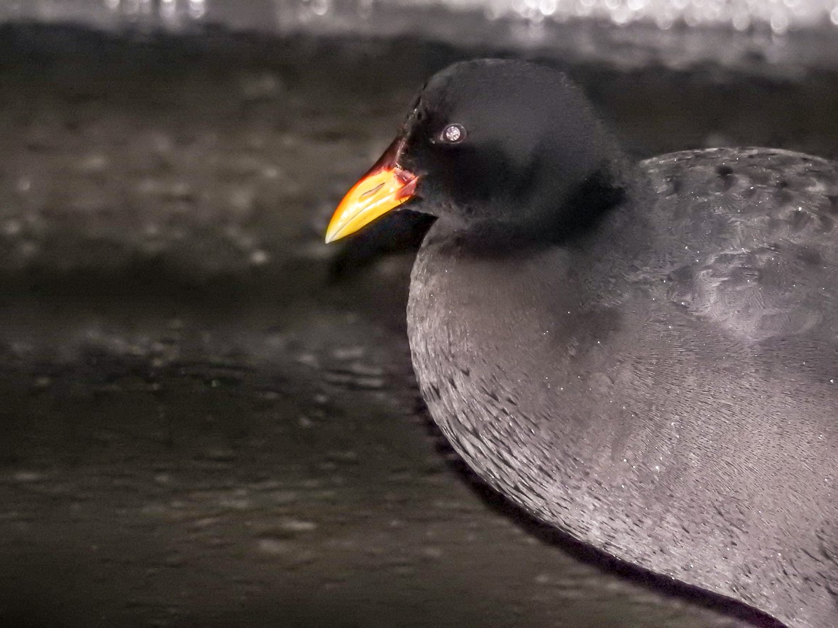 Red-fronted Coot - ML471856691