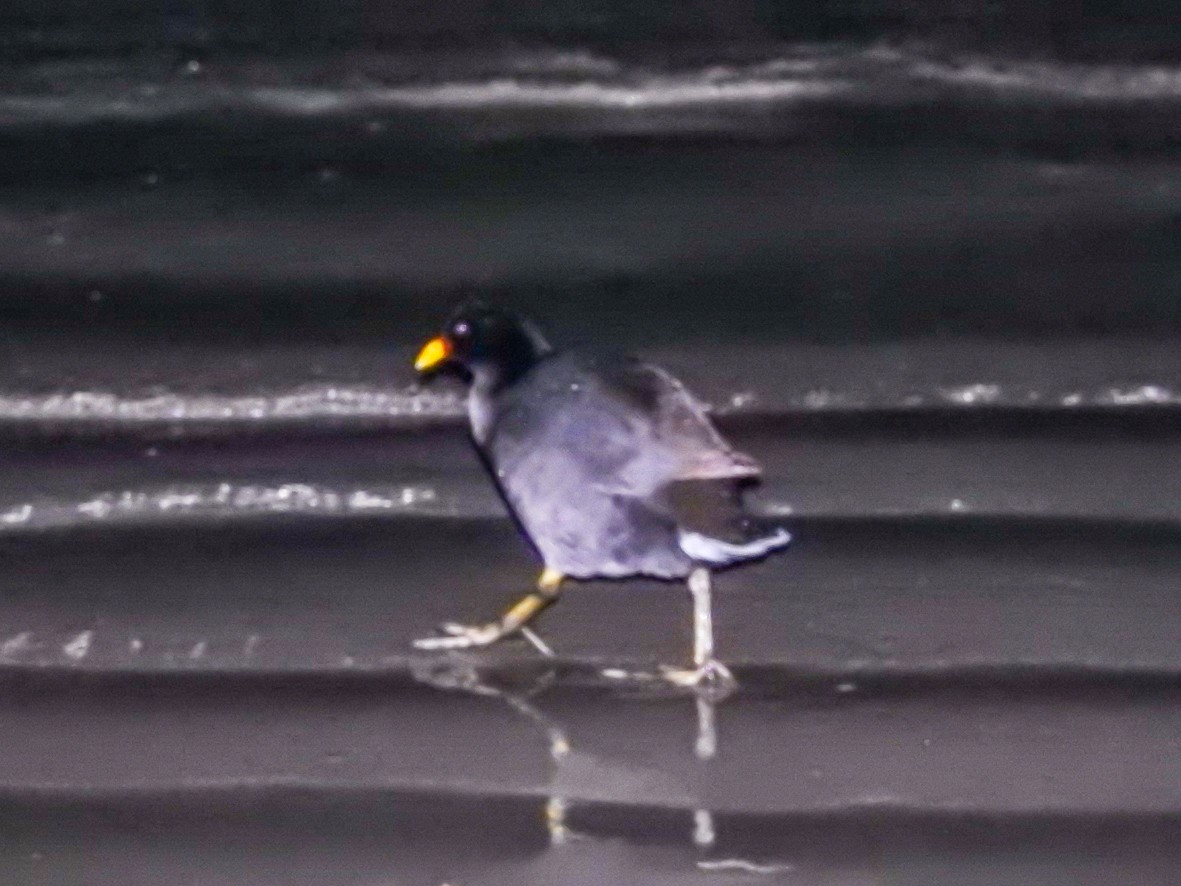 Red-fronted Coot - ML471856711