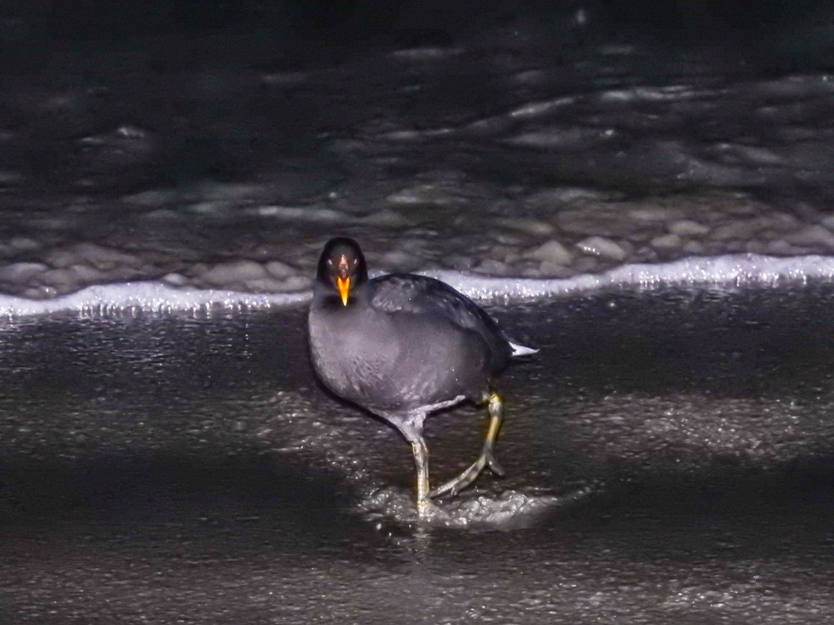 Red-fronted Coot - ML471856751