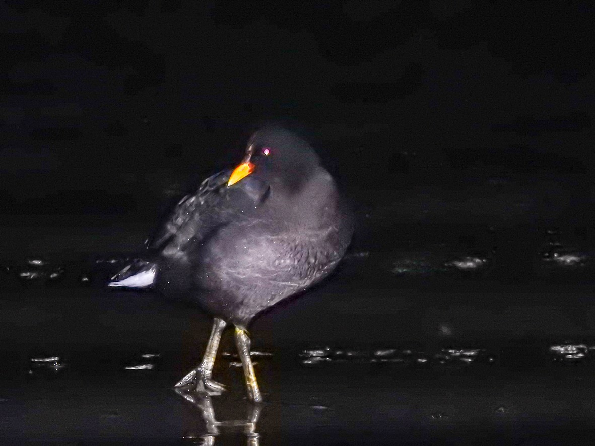 Red-fronted Coot - Clarisse Odebrecht