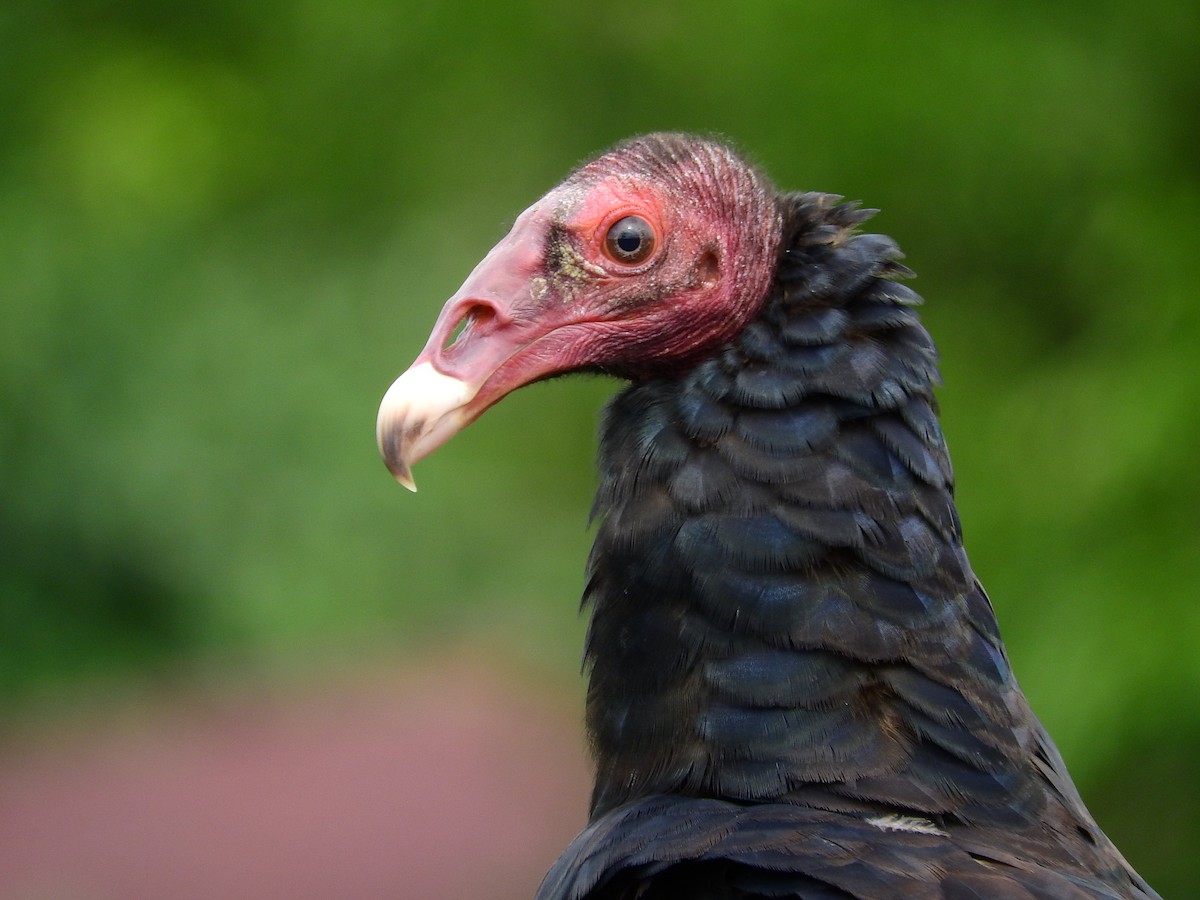 Turkey Vulture - Jose Bolaños