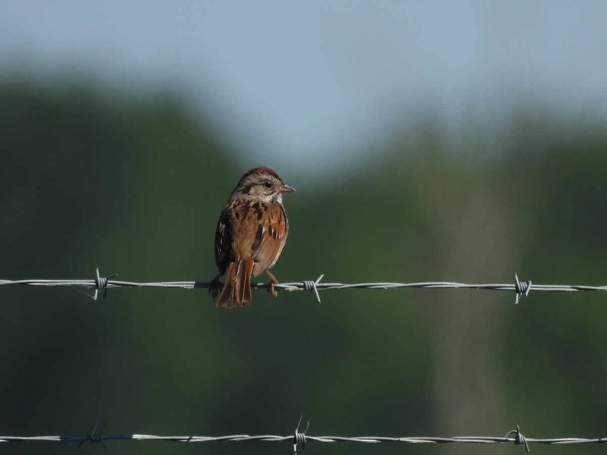 Swamp Sparrow - ML471859501
