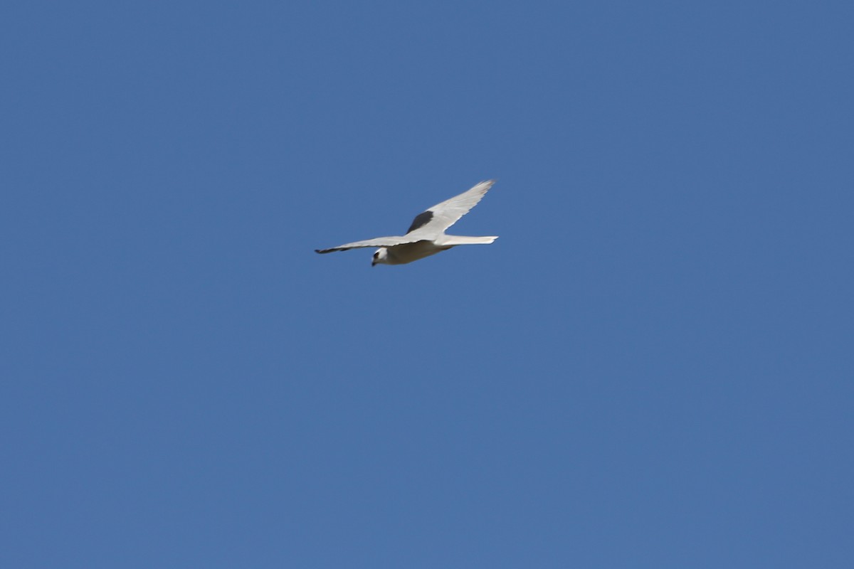 White-tailed Kite - Larry Van Buren