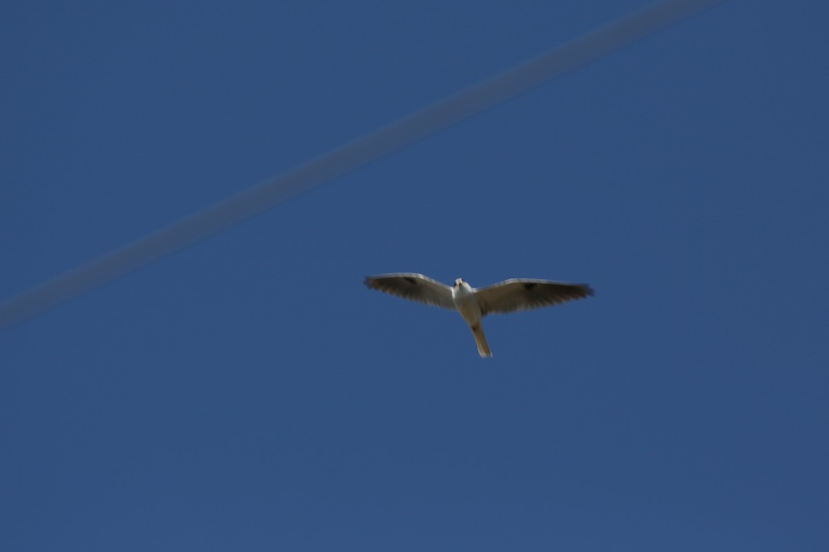 White-tailed Kite - Larry Van Buren