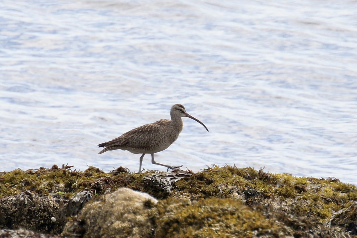 ML471864081 - Whimbrel - Macaulay Library