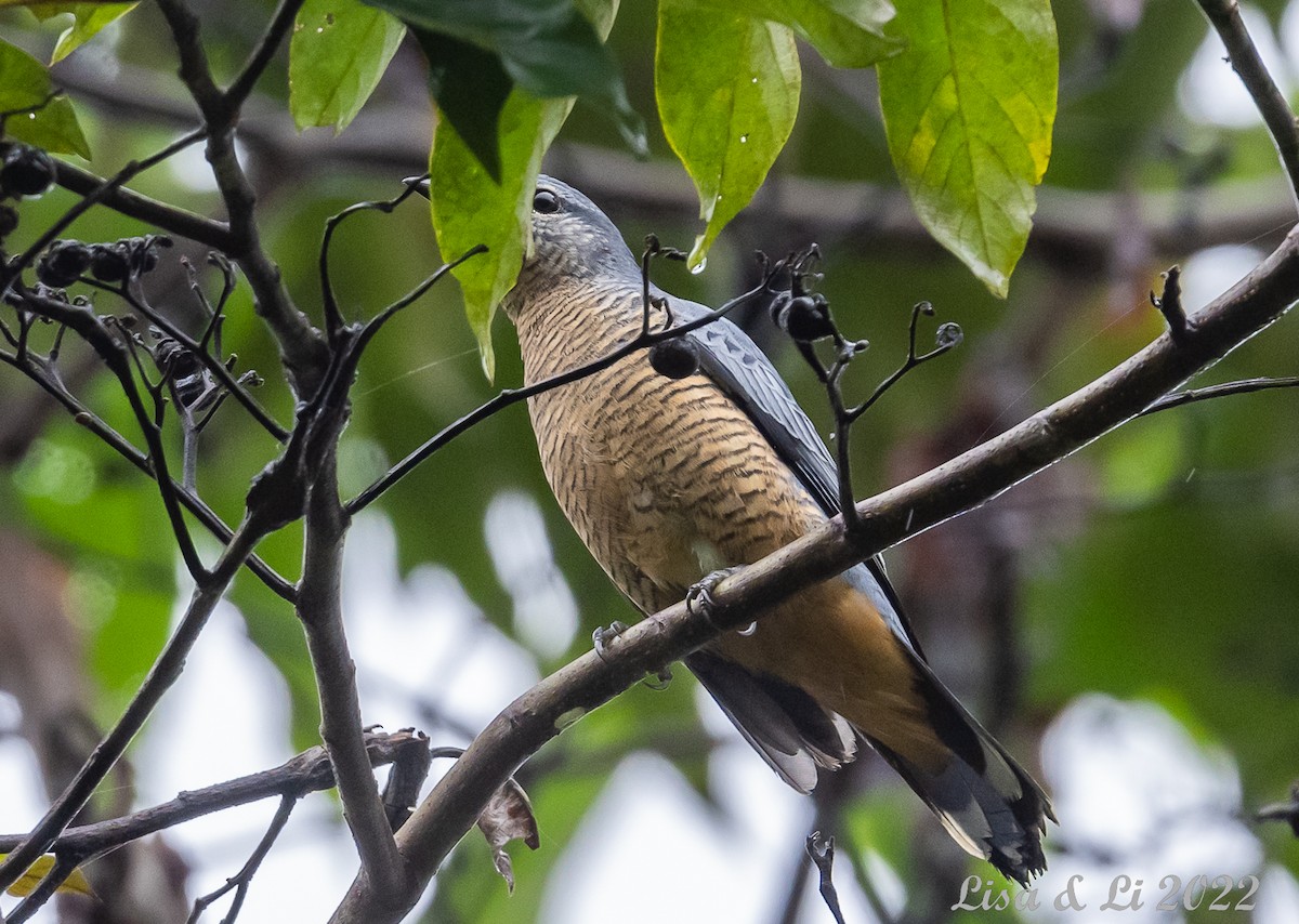 Sulawesi Cicadabird - ML471869821