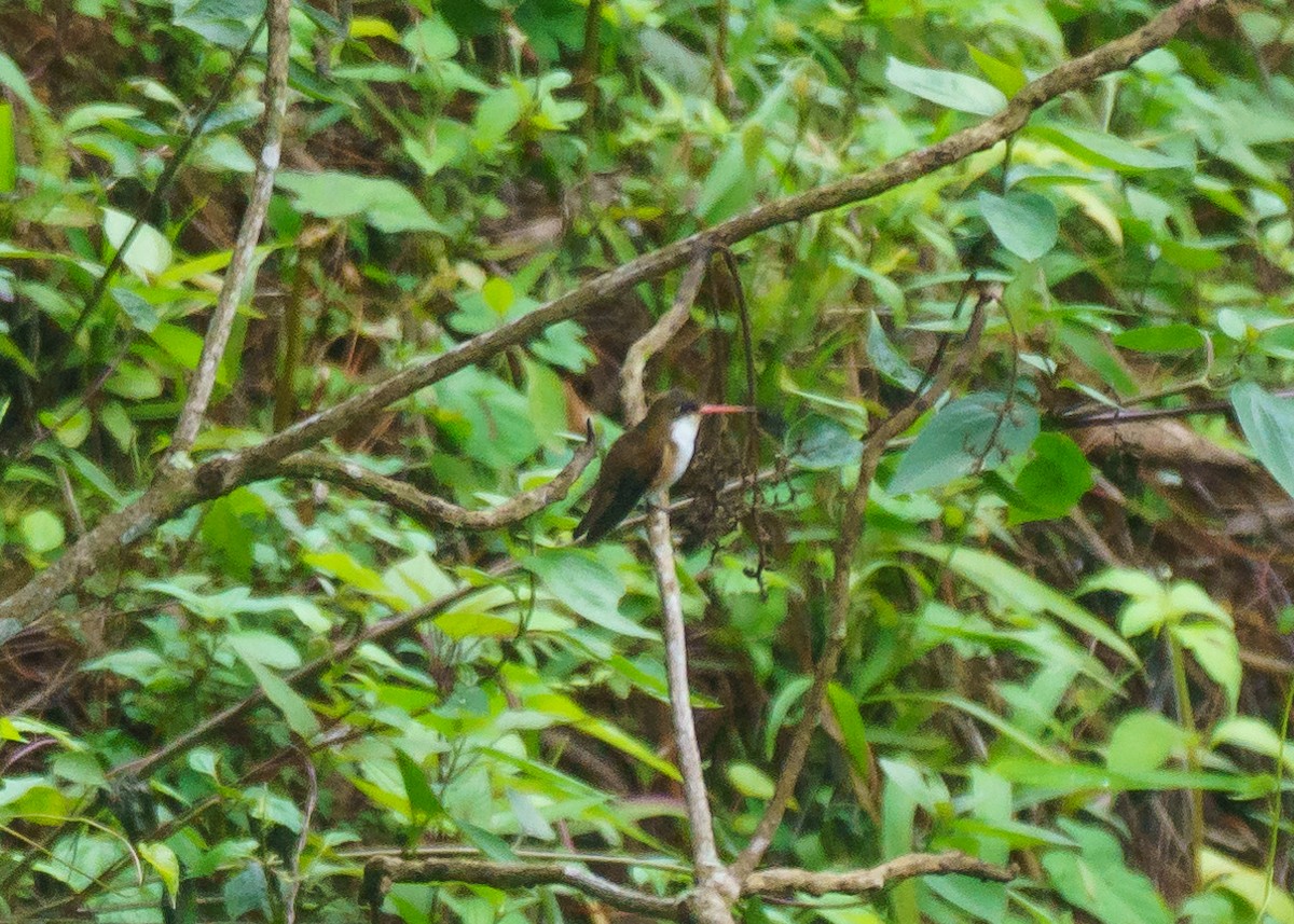 Green-fronted Hummingbird (Cinnamon-sided) - ML471873241