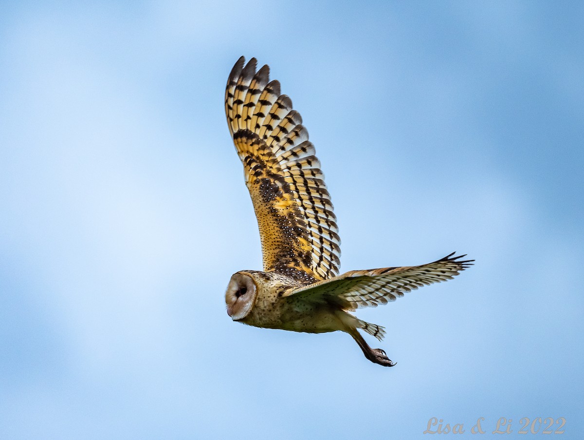 Australasian Grass-Owl - ML471874101