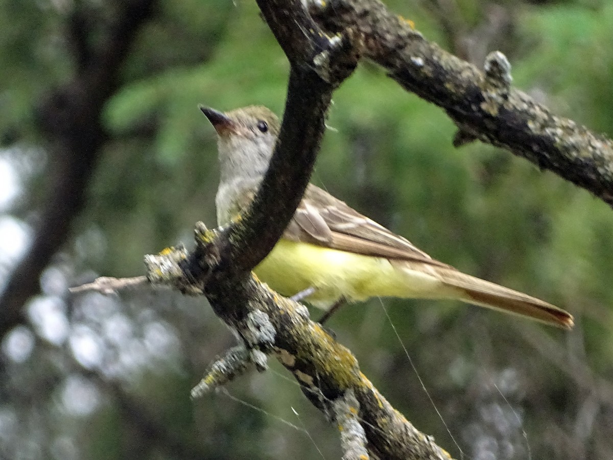 Great Crested Flycatcher - ML471876251