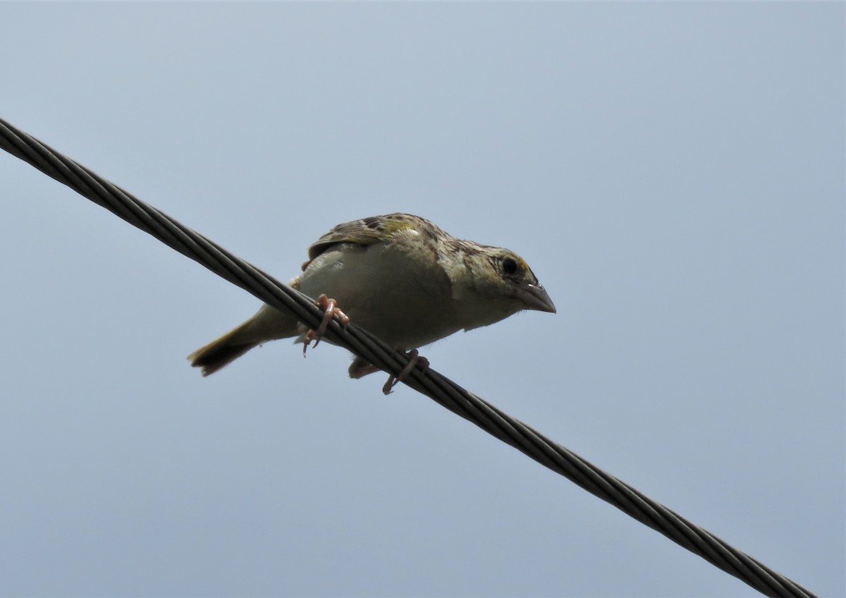 Grasshopper Sparrow - ML471876311