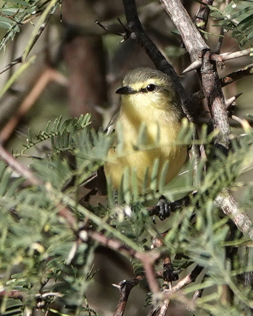 Greater Wagtail-Tyrant - ML471878261