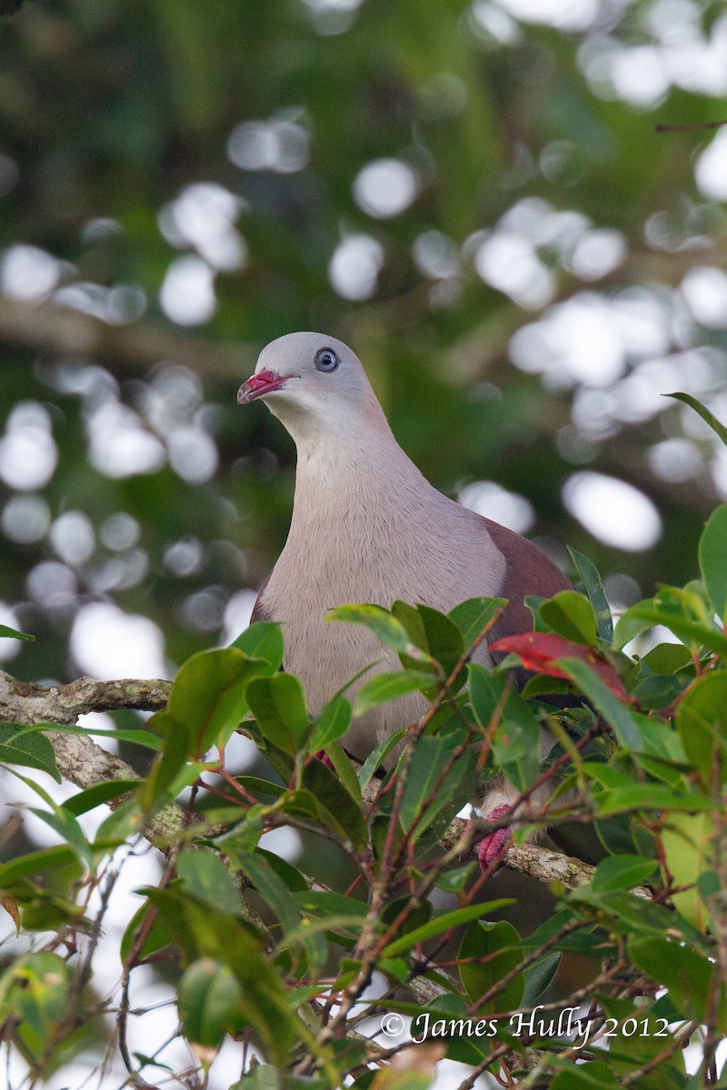 Mountain Imperial-Pigeon - Jim Hully