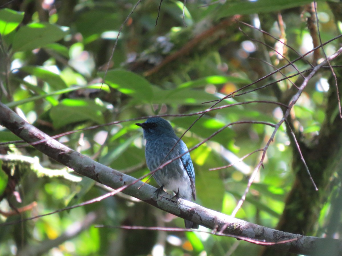 Turquoise Flycatcher - Bob Hargis