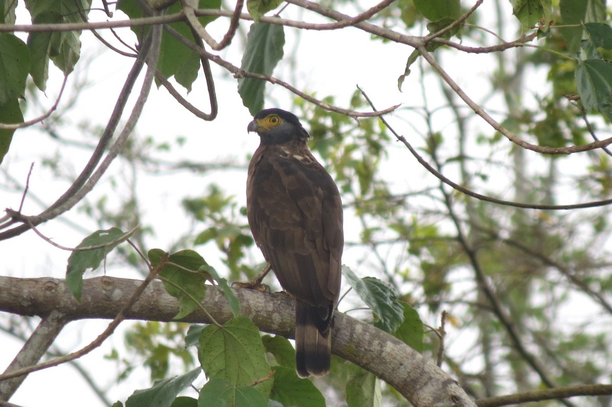 Sulawesi Serpent-Eagle - ML471892221