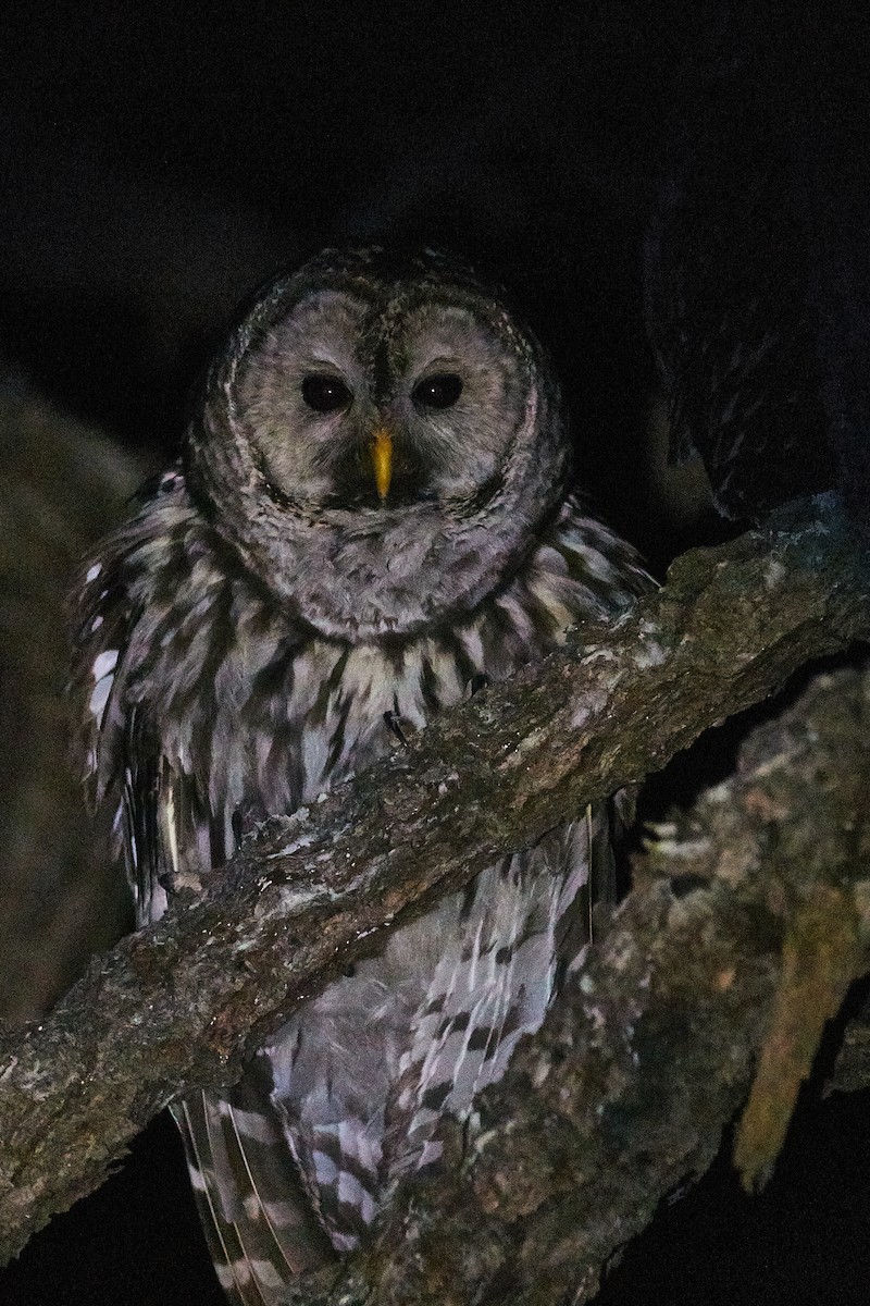 Cinereous Owl - ML471892711