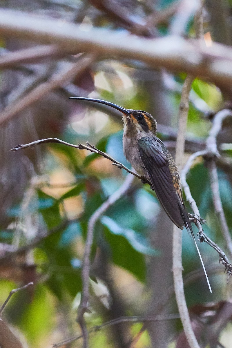 Мексиканский колибри-отшельник - ML471894081