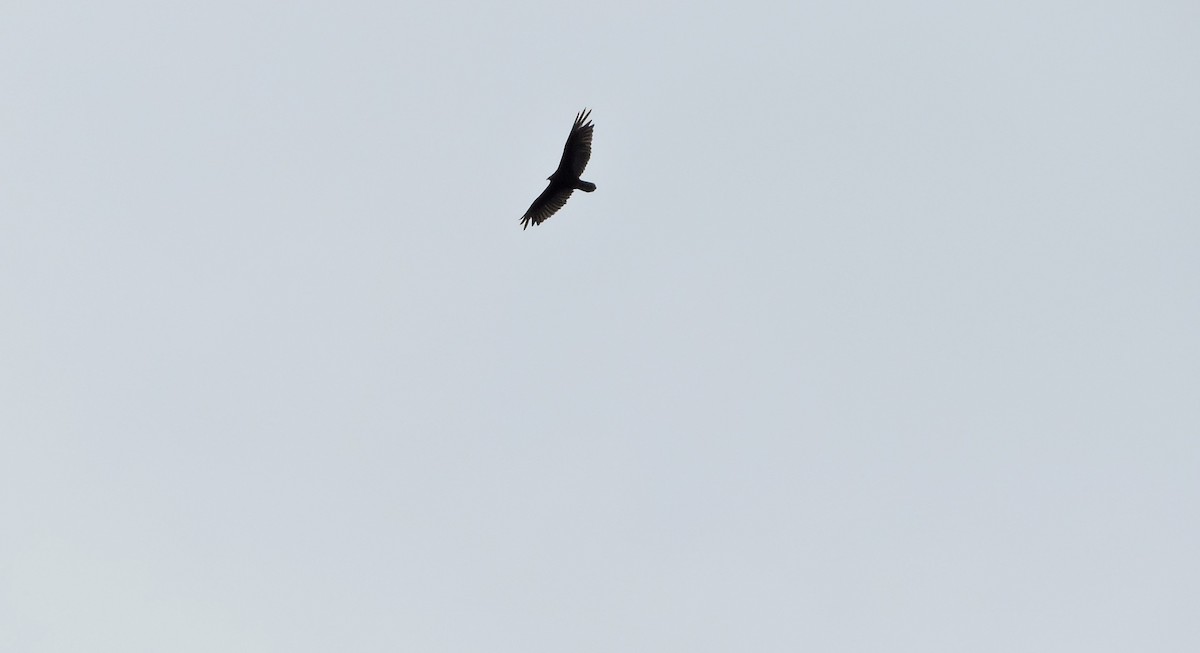 Turkey Vulture - ML471899131